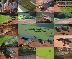 The Malcolm Douglas Crocodile Park - Accommodation Resorts