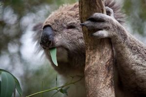 Phillip Island Koala Conservation Centre Entry ticket - Accommodation Resorts